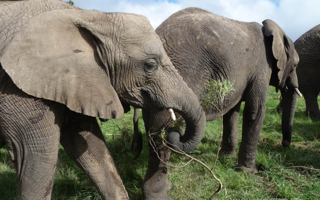 Afrique du sud – Safaris et voyage à bord du Rovos