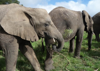 Afrique du sud – Safaris et voyage à bord du Rovos