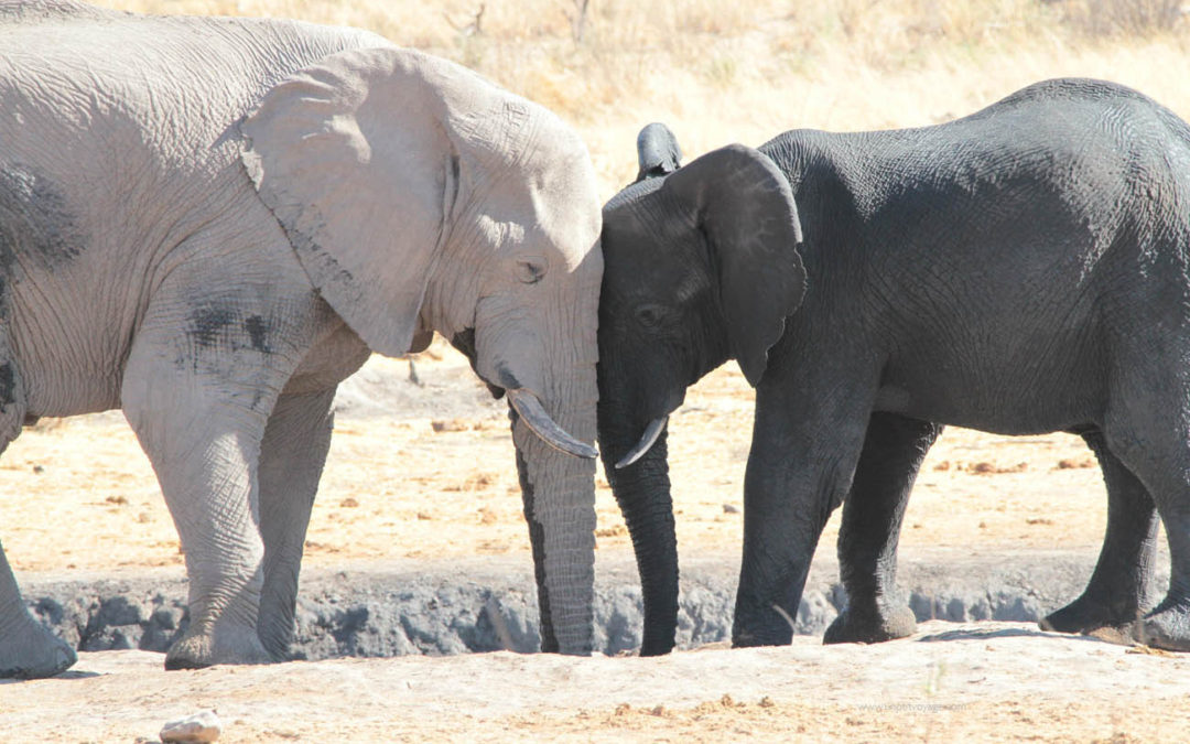 Namibie – Faune et panoramas