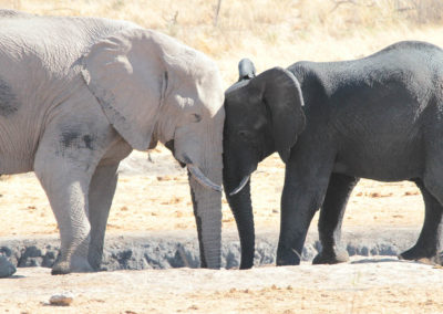 Namibie – Faune et panoramas