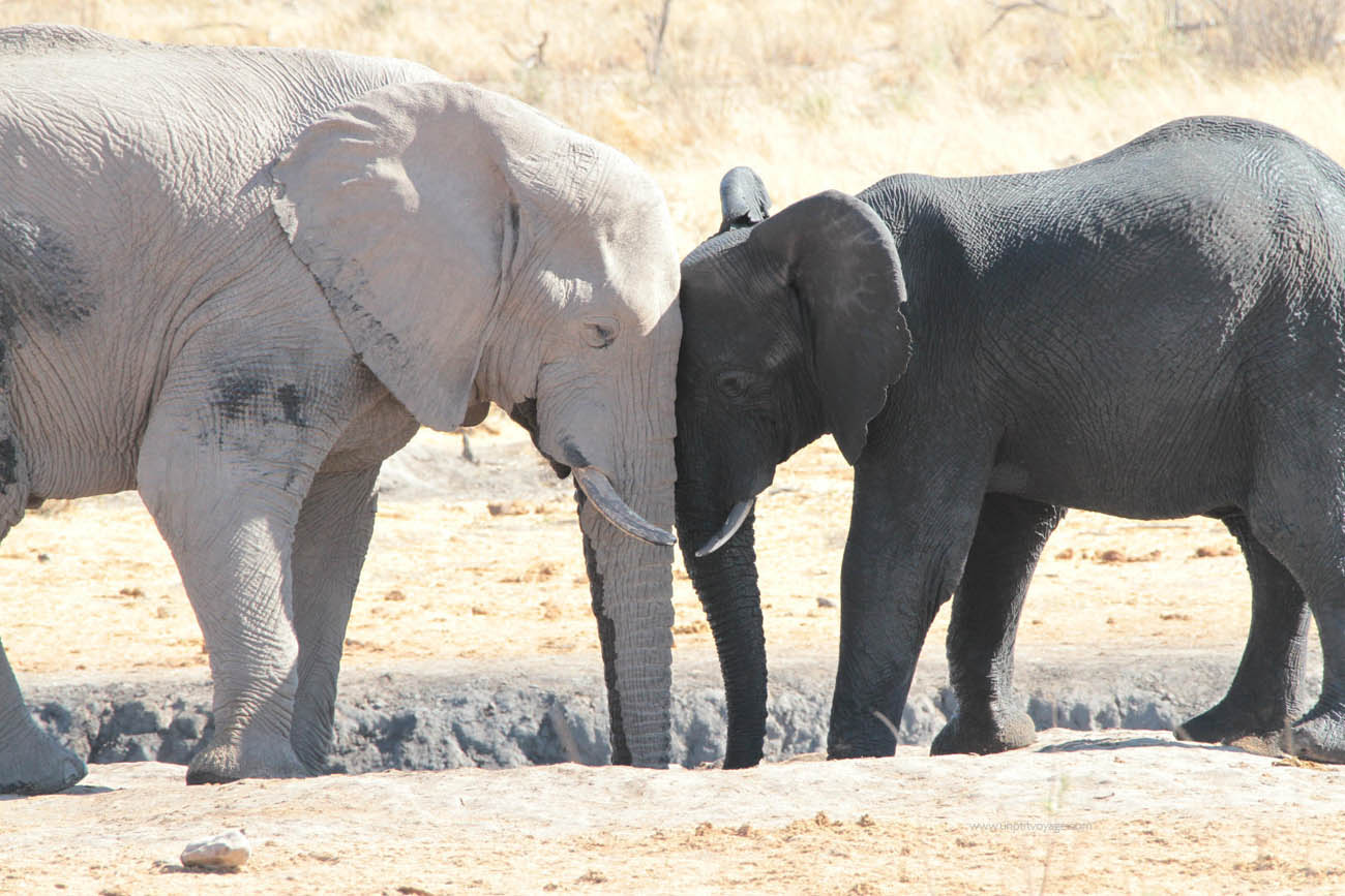 Namibie-elephant-adapte-desert Experience de voyage - voyage safari - découverte de la faune sauvage