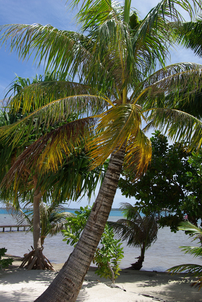 Polynesie-cocotiers