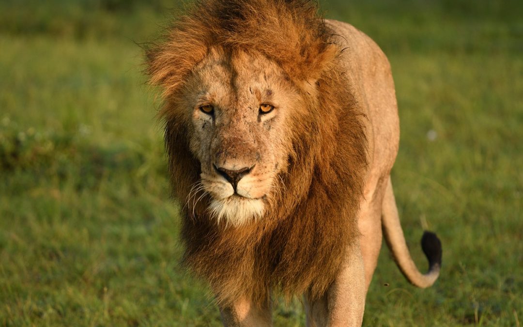 Voyage Terre&rsquo;Happy au Kenya – Breathe Africa is calling avec David Tan