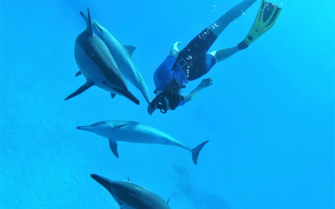 Voyage Terre&rsquo;Happy en Mer Rouge – Dauphins & connexion à soi