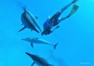 Voyage Terre&rsquo;Happy en Mer Rouge – Dauphins & connexion à soi