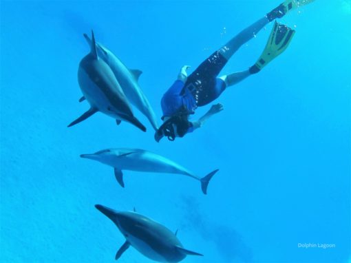 Voyage Terre&rsquo;Happy en Mer Rouge – Dauphins & connexion à soi
